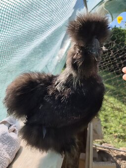 🐓Kohút Hodvabničky USA 🐓 - 2