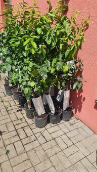 citron, mandarinka, limetka, pomaranč - 2