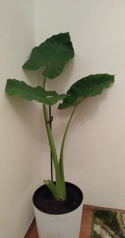 Alocasia macrorrhiza - 2