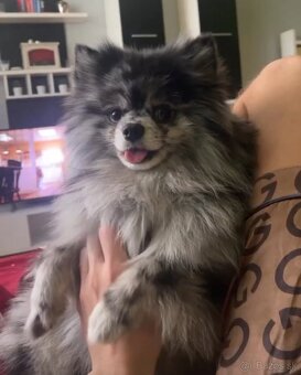 Pomeranian - 2