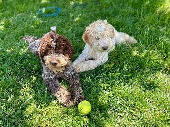 Lagotto romagnolo s PP - 2