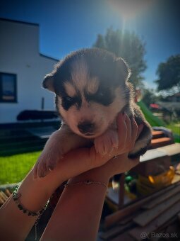 Sibírsky husky - 2