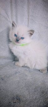 Predám Ragdoll - 2