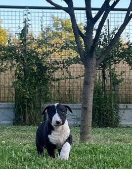 Bulterier , bullterrier šteniatko - 2