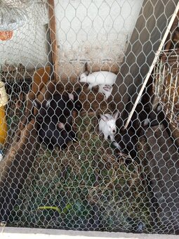 Predám králiky - 2