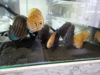 Tercovce,discusy - 2