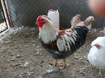 Zdrobnelá wyandotka lososová modrá - 2