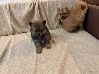 Predam pomeranian - 2