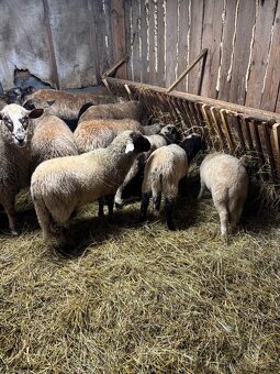 Predám jahňatá - 2