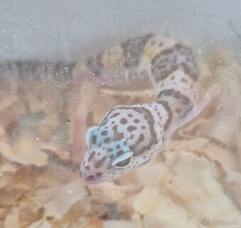 Gekončík nočný - 2