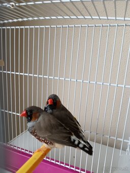 Zebričky austrálske - 2