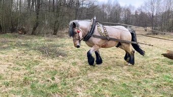 Predám ťažného žrebca - 2