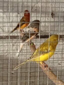 predám kanariky - 2
