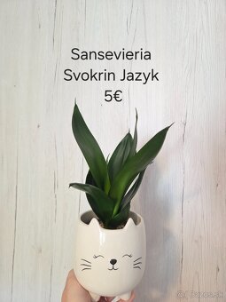 Rôzne druhy izbových rastlín - 2