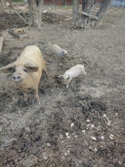 Mangalica - 2