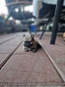 Pomeranian fenka - 2