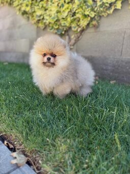Nememcký špic/ Pomeranian - 2