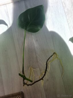 Monstera odrezky - 2