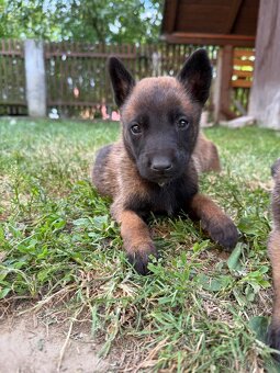 Belgicky ovčiak malinois - 2