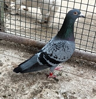 Predám PH - 2