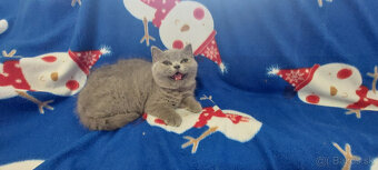 Britska britske britsky - 2