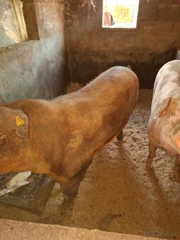 Predam osipanu kanca - 2