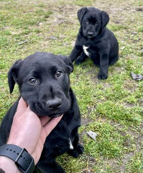 Šteniatka Labradora - 2