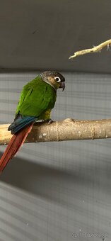 Pyrura zelenolíca - 2