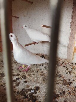 Hrdlička chichotavá - 2