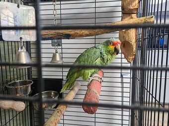 Predám Amazoňan Žltolíci -  Amazona Autumnalis - 2