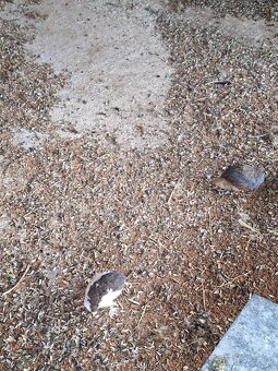 Čínska prepelica - 2