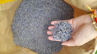 Sušené kvety levandule úzkolistej - 2