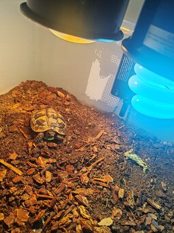 Testudo hermani korytnačka zelenkasta - 2