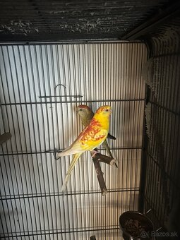 Papagáj spevavý - 2