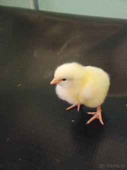 3 dňové kuriatka ROSS 308 - 2