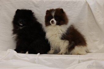 Nemecky špic pomeranian - 2