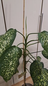 Difenbachia 130 cm - 2