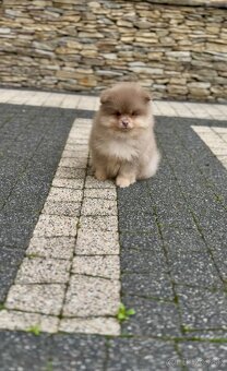 Pomeranian s PP - 2
