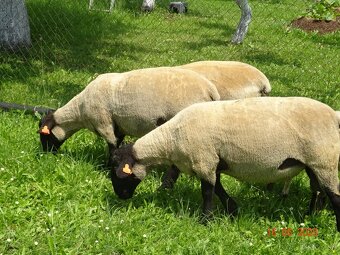 SUFFOLK plemenné barany s POP - 2