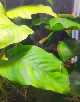 Žlté krevetky neocaridina + 3x neritina - 2
