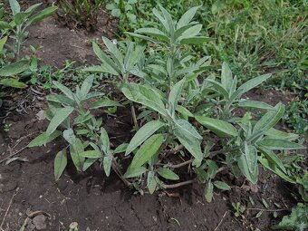 Salvia lekarska - 2