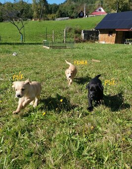 Šteniatka labradora x zlatého retrívra hľadajú domov - 2