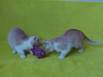 Exotické britské mačiatka - 2