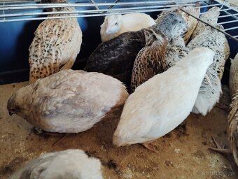 Predám japonské prepelice - 2