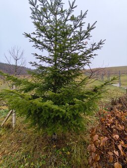 Jedľa vianočný stromček - 2