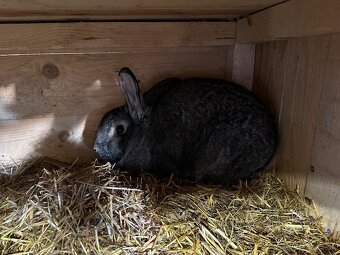 Činčila veľká - 2