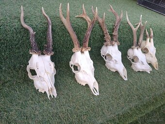 Parohy, zhody, trofeje, srnce - 2