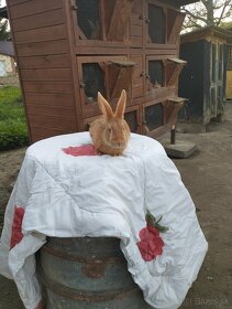 Burgunský králik - 2