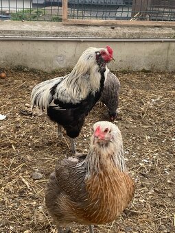 Araucana strieborná - 2