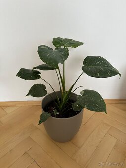Monstera thai constalation - 2